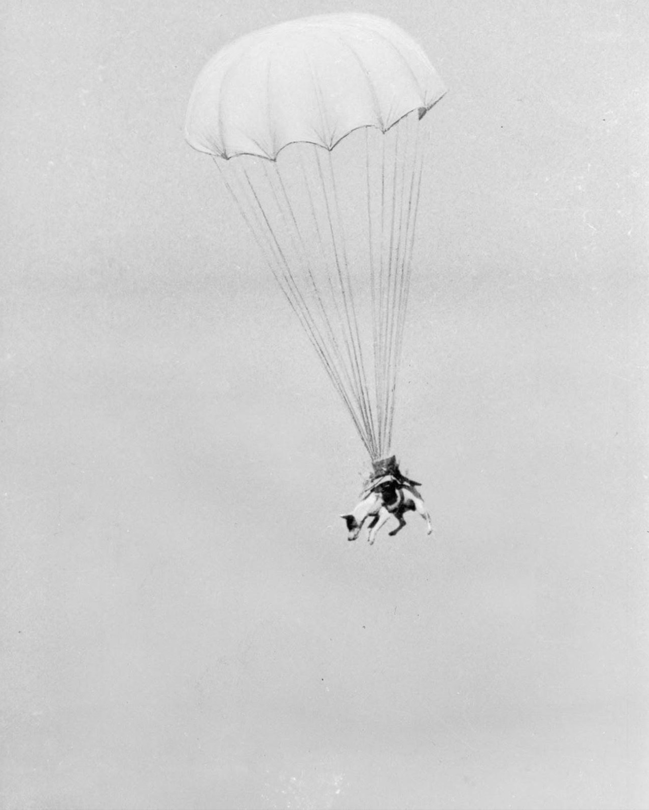 Dogs were used as paratroopers on D-day during WWII. This is Salvo the U.S. parachuting dog as he executes a jump during training